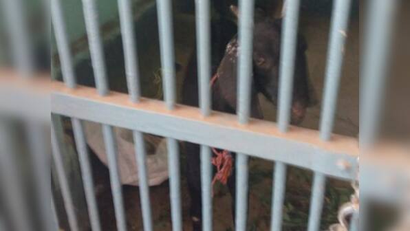 After 'abusive' parrot, a goat now in Maharashtra police custody for being part of 'cattle theft'
