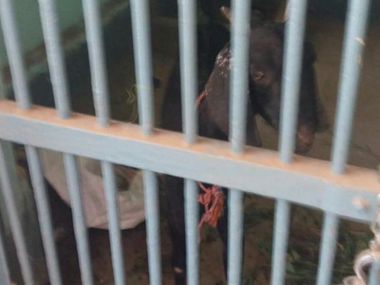 After 'abusive' parrot, a goat now in Maharashtra police custody for being part of 'cattle theft' After 'abusive' parrot, a goat now in Maharashtra police custody for being part of 'cattle theft'