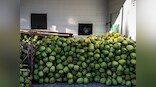 The future of Indian coconut farming depends on what's grown between palms