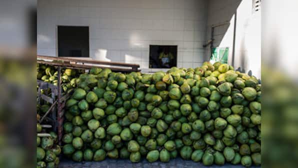 The future of Indian coconut farming depends on what's grown between palms