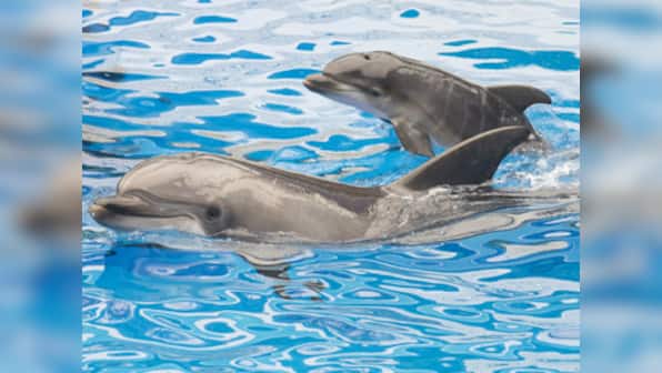 It can fire deadly arrows: Hamas allegedly captures Israel super spy, and it's a dolphin