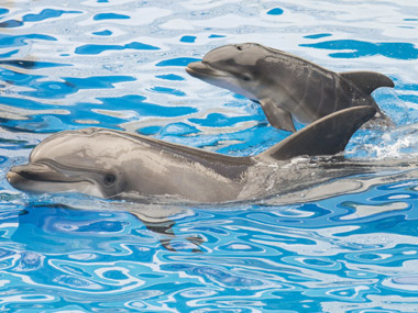 It can fire deadly arrows: Hamas allegedly captures Israel super spy, and it's a dolphin It can fire deadly arrows: Hamas allegedly captures Israel super spy, and it's a dolphin