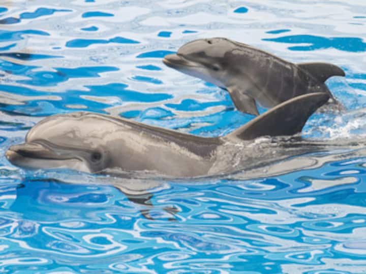 It can fire deadly arrows: Hamas allegedly captures Israel super spy, and it's a dolphin