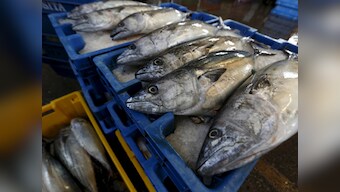 Something fishy! One-fifth of the seafood sold in markets is mislabelled