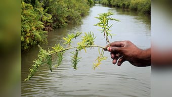 Scientists experiment with saltwater plants in Tamil Nadu to combat rising sea levels and drought