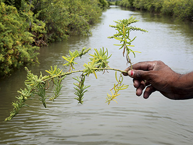 Scientists experiment with saltwater plants in Tamil Nadu to combat rising sea levels and drought Scientists experiment with saltwater plants in Tamil Nadu to combat rising sea levels and drought