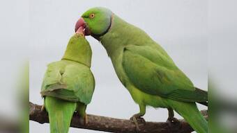 Bizarre! Maharashtra police 'summon' parrot accused of hurling obscenities at woman