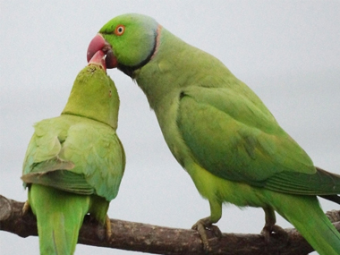 Bizarre! Maharashtra police 'summon' parrot accused of hurling obscenities at woman Bizarre! Maharashtra police 'summon' parrot accused of hurling obscenities at woman