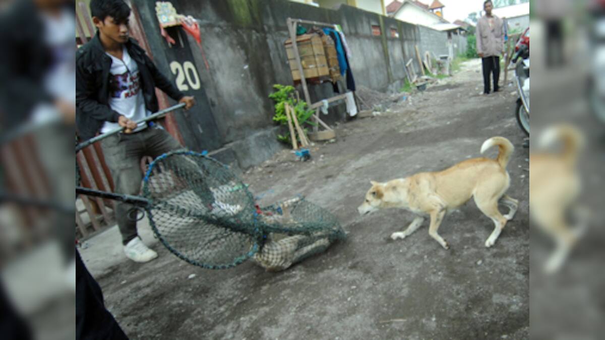 Reservoir dogs and furious rabies WHO wants to eliminate rabies in