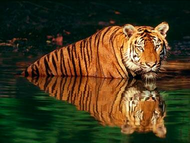 National Tiger Conservation Authority red flags MP govt's move to increase tourism inside reserves after plaint from Bhopal activist
