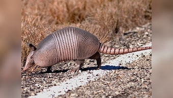 Texas man shoots armadillo, gets hit in face by bullet ricochet