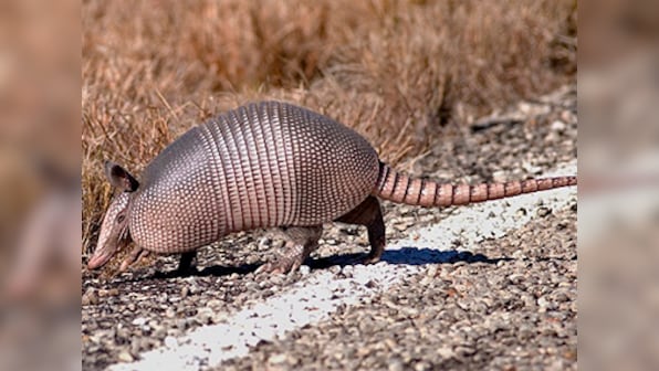 Texas man shoots armadillo, gets hit in face by bullet ricochet