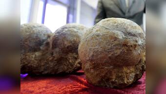 213 dinosaur eggs seized from Chinese home