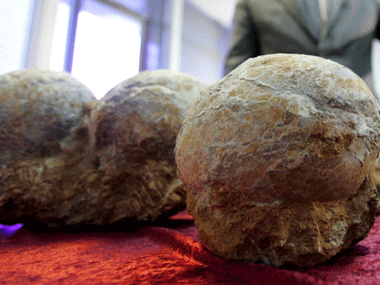 213 dinosaur eggs seized from Chinese home 213 dinosaur eggs seized from Chinese home