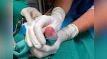 World Veterinary Day 2020: Contributions of vets celebrated globally on 25 April, this year's theme is 'environmental protection'