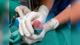 Panda babies! Double trouble for National Zoo as Panda Mei Xiang gives birth to twins
