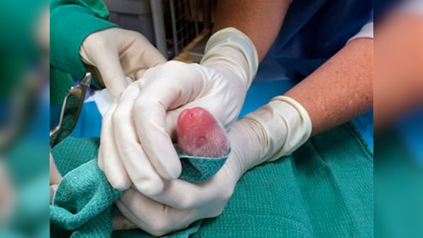 Baby panda dies just days after birth at National Zoo 