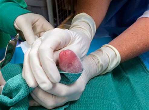 World Veterinary Day 2020: Contributions of vets celebrated globally on 25 April, this year's theme is 'environmental protection' World Veterinary Day 2020: Contributions of vets celebrated globally on 25 April, this year's theme is 'environmental protection'