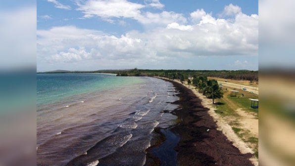 Acidified ocean water found along US West Coast
