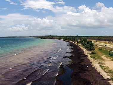 Seaweed troubles? Stinking mats of seaweed piling up on Puerto Rico beaches Seaweed troubles? Stinking mats of seaweed piling up on Puerto Rico beaches