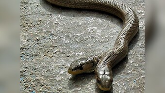 Rare entry: China zoo adopts 2-cm-long two-headed snake