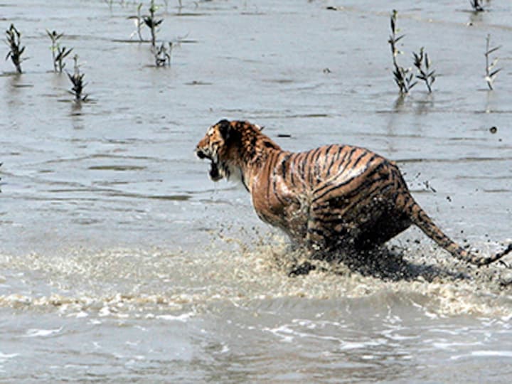 Now, drone to track tigers and keep an eye on encroachers in Sundarban delta