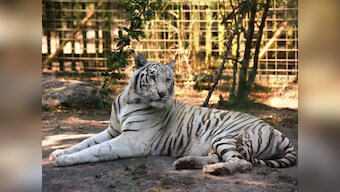 Awww! A 'shy' white tiger refuses to mate with a consenting friend