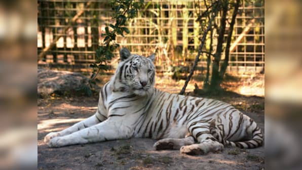 Awww! A 'shy' white tiger refuses to mate with a consenting friend