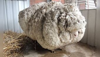 Whenever you are tempted to buy wool, remember the cruelty that has gone into its production
