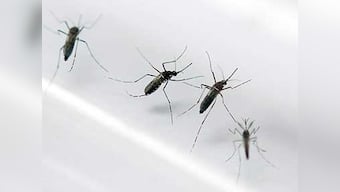 Delhi: Cases of Dengue fever have touched 1,259, highest in five years