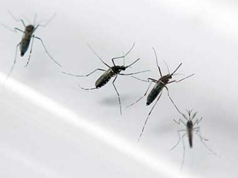 Mosquitos being genetically modified to become infertile, will drastically reduce transmission of Malaria