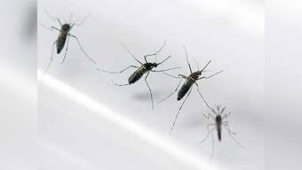 Delhi goat-milk sellers make a killing over dengue scare in Delhi