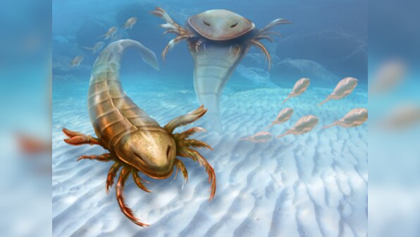 'Tom Cruise size' bug ruled the seas 460 million years ago 