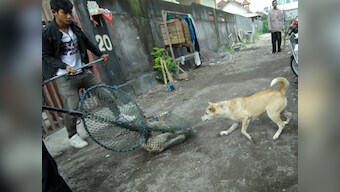 Gujarat to roll out animal care lessons in schools: Who'll teach state governments that kill dogs?