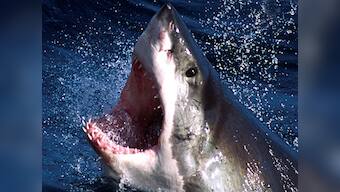 Braving shark attack, 65-year-old manages to get back on his surf ski
