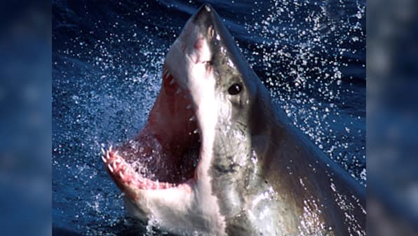 Braving shark attack, 65-year-old manages to get back on his surf ski