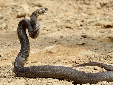 Eeks! Snakes found hiding in toilets, drain pipes in Australia Eeks! Snakes found hiding in toilets, drain pipes in Australia