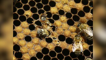 Student who let 200 bees sting him to the study of 'huh': This year's Ig Nobel award winners