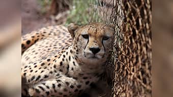 Tanzania: Hair-raising moment for two American men on safari after cheetahs get too close for comfort