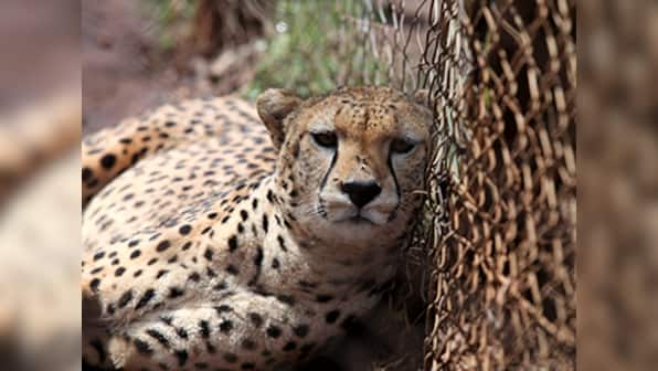 Tanzania: Hair-raising moment for two American men on safari after cheetahs get too close for comfort