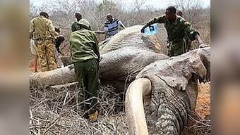 Elephants injured by poachers' poison arrows reach out to humans for help