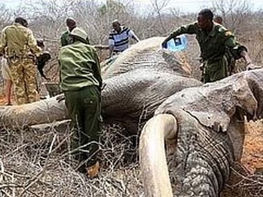Elephants injured by poachers' poison arrows reach out to humans for help Elephants injured by poachers' poison arrows reach out to humans for help