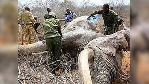 Elephants injured by poachers' poison arrows reach out to humans for help