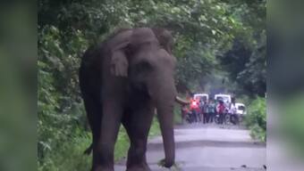 Assam forest dept files FIR against Patanjali Food Park after elephant's death due to neglience