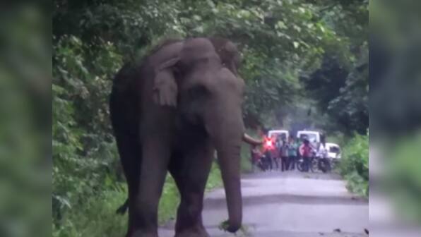 Assam forest dept files FIR against Patanjali Food Park after elephant's death due to neglience