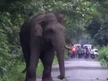 Assam forest dept files FIR against Patanjali Food Park after elephant's death due to neglience