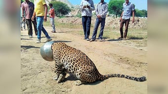 Panther gets its head stuck in water pot, rescued by forest officials