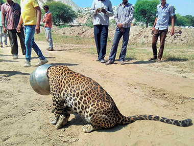 Panther gets its head stuck in water pot, rescued by forest officials Panther gets its head stuck in water pot, rescued by forest officials