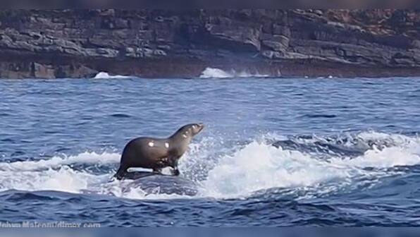 The seal surfing on the back of a humpback whale that's making waves on the Internet