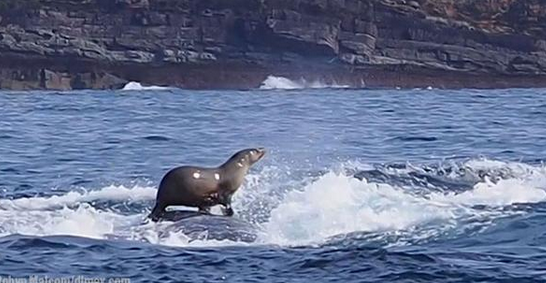 The seal surfing on the back of a humpback whale that's making waves on the Internet The seal surfing on the back of a humpback whale that's making waves on the Internet